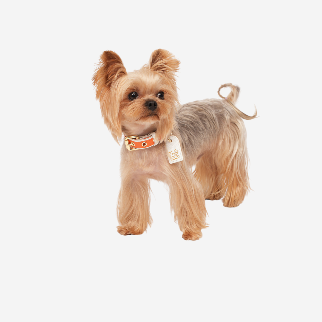 Pets Collar & Leash (Orange) – KLASSE14